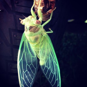 Cicada Hatches